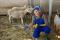 Farmer feeding sheeps in barn