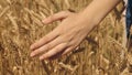 Farmer female hand touches the golden ear wheat, wheat field farm, caresses ears wheat grains, concept natural Royalty Free Stock Photo