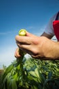 Farmer in field Royalty Free Stock Photo
