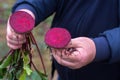 The farmer is in the field and boasts his beetroots harvest. In the hands holding cut in half ripe root sugar red beets.