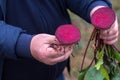 The farmer is in the field and boasts his beetroots harvest. In the hands holding cut in half ripe root sugar red beets.