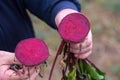 The farmer is in the field and boasts his beetroots harvest. In the hands holding cut in half ripe root sugar red beets.