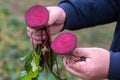 The farmer is in the field and boasts his beetroots harvest. In the hands holding cut in half ripe root sugar red beets.