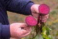 The farmer is in the field and boasts his beetroots harvest. In the hands holding cut in half ripe root sugar red beets.