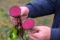 The farmer is in the field and boasts his beetroots harvest. In the hands holding cut in half ripe root sugar red beets.