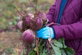 The farmer is in the field and boasts his beetroots harvest. In the hands holding ripe root sugar red beets. Illustrative photo to