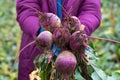 The farmer is in the field and boasts his beetroots harvest. In the hands holding ripe root sugar red beets. Illustrative photo to