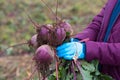 The farmer is in the field and boasts his beetroots harvest. In the hands holding ripe root sugar red beets. Illustrative photo to