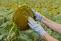 a farmer in a field cleans a sunflower