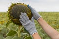 a farmer in a field cleans a sunflower