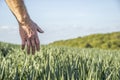 Farmer checking his crops in a field against his hand