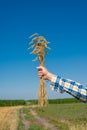 Farmer in the Field Royalty Free Stock Photo