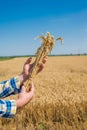 Farmer in the Field Royalty Free Stock Photo