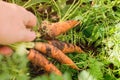 Farmer on field picking carrots, organic vegetable garden, autumn harvest