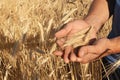 Farmer in the field of ripe wheat checks the ears, grain harves Royalty Free Stock Photo