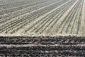 Farmer field rows planted with tractor tracks