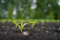 Farmer field with small young sprouts Corn