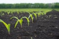 Farmer field with small young sprouts Corn