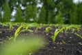 Farmer field with small young sprouts Corn