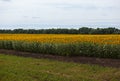 Farmer field of a sunflower against a blue sky Royalty Free Stock Photo