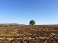 Farmer fields, lonely tree