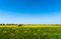 Farmer fields, lonely tree