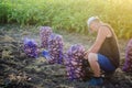 Farmer fills mesh bag of potatoes. Harvesting potatoes on farm plantation. Farming. Growing, collecting, sorting and selling Royalty Free Stock Photo