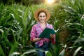 Farmer with a folder stands in a corn field and checks the growth of vegetables. Agriculture - food production, harvest concept