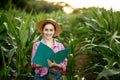 Farmer with a folder stands in a corn field and checks the growth of vegetables. Agriculture - food production, harvest concept