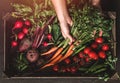 Farmer folding fresh vegetables in wooden box on dark background. Woman hands holding freshly bunch harvest. Healthy organic food