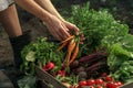 Farmer folding fresh vegetables in wooden box on farm at sunset. Woman hands holding freshly bunch harvest. Healthy organic food,