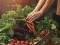 Farmer folding fresh vegetables in wooden box on farm at sunset. Woman hands holding freshly bunch harvest. Healthy organic food,