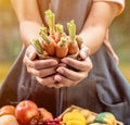 Fall harvest cornucopia. Autumn season with fruit and vegetable. Thanksgiving day concept Royalty Free Stock Photo