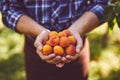 Farmer with full handful of ripe apricots