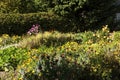 Farmer garden on Fischland