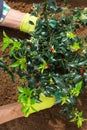 Farmer gardener hands in gloves planting holly, ilex seedling