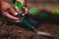 Farmer and gardener planting sprouts and young fresh plants, seedlings in a ground. Gardening and agriculture