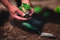 Farmer and gardener planting sprouts and young fresh plants, seedlings in a ground. Gardening and agriculture