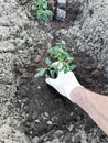 A farmer gardener plants tomato seedlings in gloves on his hands on cultivated land ready for planting,spring preparation of plant Royalty Free Stock Photo