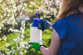 Use spray bottle with insecticide in orchard Royalty Free Stock Photo
