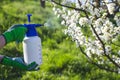 Spraying blooming fruit tree by insecticide Royalty Free Stock Photo