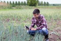 Farmer in garlic field Royalty Free Stock Photo