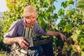 Farmer gathering crop of grapes on ecological farm. Man cutting blue table grapes with scissors. Healthy fruits Royalty Free Stock Photo