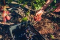 Farmer gathering crop of grapes on ecological farm. Man cutting red table grapes with pruner and putting it in box Royalty Free Stock Photo