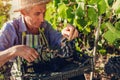 Farmer gathering crop of grapes on ecological farm. Senior man cuts blue table grapes with pruner and puts it in box Royalty Free Stock Photo