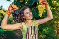 Farmer gathering crop of grapes on ecological farm. Woman picking table grapes and holding green and blue bunches Royalty Free Stock Photo