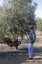 Farmer gathering olives in an olive tree near jaen