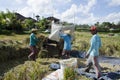 Farmer gathering rice in traditional way. Ubud, Bali Indonesia