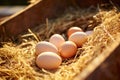 A Farmer Gathers Fresh Eggs at an Eco Poultry Farm with Free Range Chickens. created with Generative AI