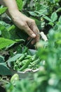 farmer gathers ripe peas in the garden